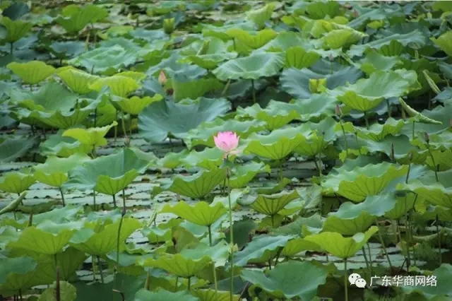 東莞營(yíng)銷(xiāo)型網(wǎng)站